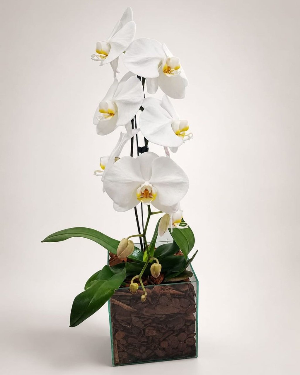 Orquídea Cascata Branca no Vaso Quadrado — buquê da Flores do Alê em São Paulo
